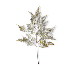 christmas tree branch decoration die cut isolated on​ white​ background​ with ​clipping​ path​