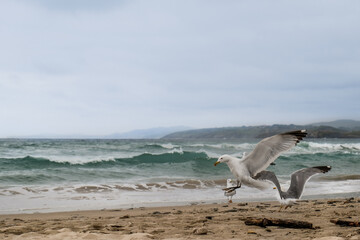 seagulls landing on the beach sand.