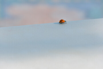 ladybug walking on light surface.