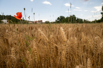 wheat field with ears and poppies.