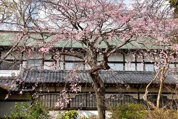 開花したての藤沢の古刹の桜