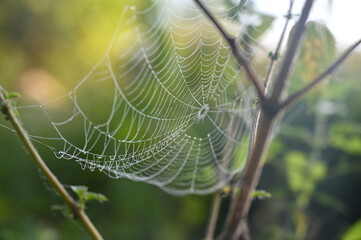 spider web with dew drops