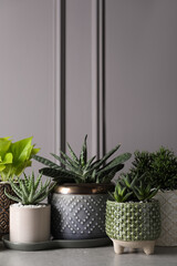 Different house plants in pots with decor on light table