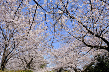 【東京】皇居・千鳥ヶ淵公園の桜（春）