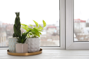 Beautiful Aloe with Sansevieria and Scindapsus in pots on white wooden windowsill, space for text. Different house plants