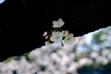 【東京】皇居・千鳥ヶ淵公園の桜（春）