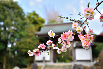 寺の門前に咲くボケの花