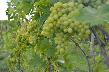 grapes on vine
