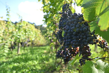grapes in vineyard