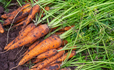 Freshly dug carrots with the tops on the ground. Large juicy unwashed carrots in a field on the ground close-up. Harvest.