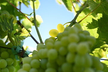 grapes on vine