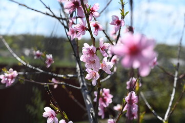 pink blossom in spring