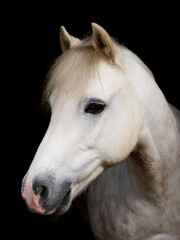 Obraz na płótnie Canvas Grey Pony Headshot