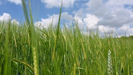 green grass and blue sky