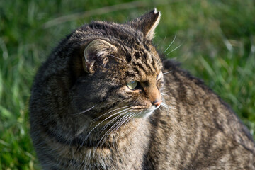 European Wildcat (felis silvestris silvestris)
