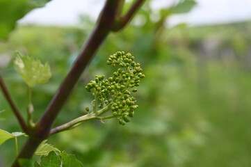 grapes