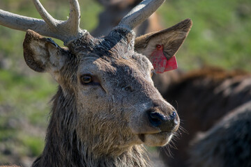Naklejka na ściany i meble Red Deer (cervus elaphus)