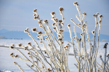 Hibiskus-Strauch mit Schneekristallen in Österreich - Hibiscus bush with snow crystals in Austria © Spitzi-Foto