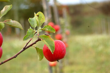 red apple tree