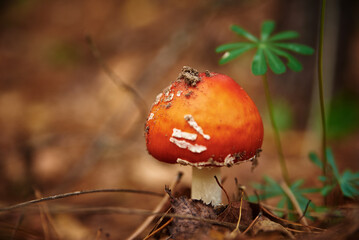Red fly agaric in autumn forest. Poisonous mushroom. Amanita muscaria, closeup