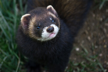 Fototapeta premium European Polecat (mustela putorius)