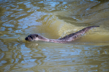 Obraz premium Eurasian Otter (Lutra lutra) in natural habitat