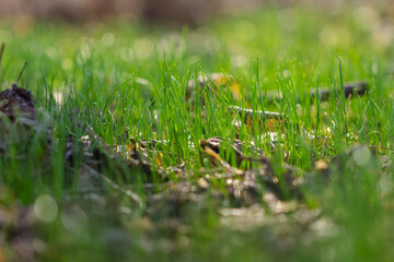 Young grass in the forest, spring