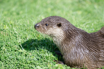 Eurasian Otter (Lutra lutra)