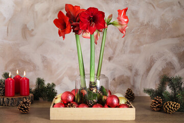 Beautiful red amaryllis flowers and Christmas decor on wooden table - obrazy, fototapety, plakaty