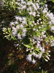 white Chromolaena odorata flower blooming in wild field