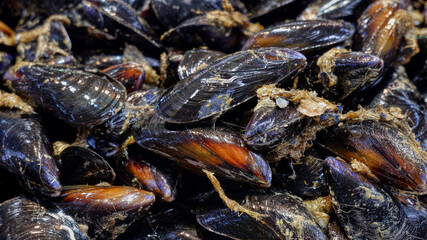 Close up of a fresh mussels for sale in the Valencia market. The mussel of Valencia is seasonal. These mussels have just arrived from the sea.