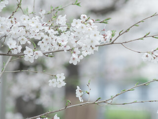 薄曇りの日の淡い桜の花　3月