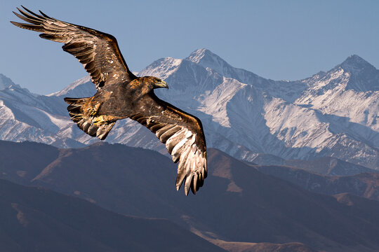 Golden eagle flying with Tien Shan mountains in the background near Bishkek, Kyrgyzstan