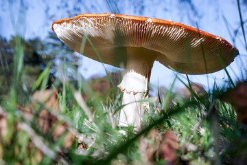 Fly Agaric Toadstool (Amanita muscaria)