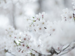 薄曇りの日の淡い桜の花　3月