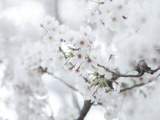 薄曇りの日の淡い桜の花　3月