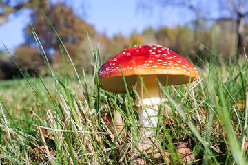 Fly Agaric Toadstool (Amanita muscaria)