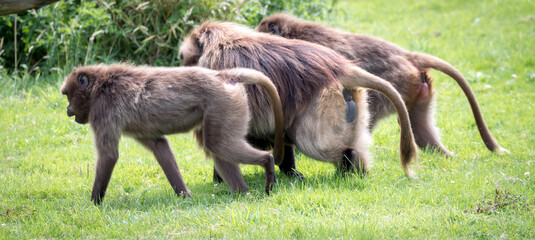 Fototapeta premium Gelada Baboon (Theropithecus gelada)