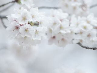 薄曇りの日の淡い桜の花　3月