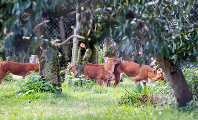 Dhole (Cuon alpinus) also called the Asiatic wild dog or Indian wild dog