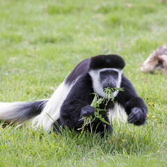 Black and White Colobus (Colubus)