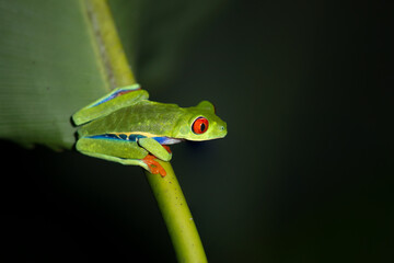 Red eyed tree frogs resting on leafs in a night in  costa rica