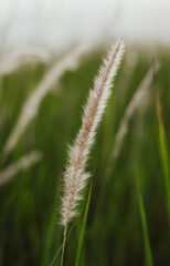 Fototapeta na wymiar Close up white flower grass and blur green nature background