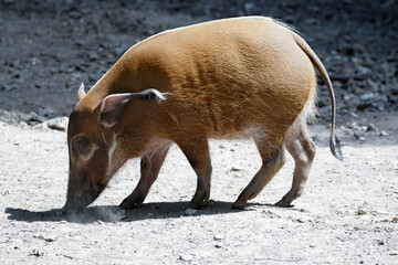 Red River Hog (Potamochoerus porcus)