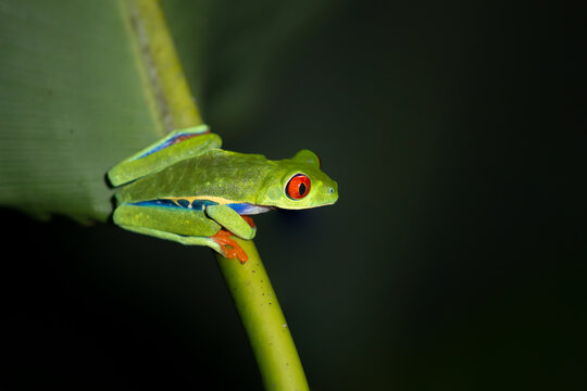 Red eyed tree frogs resting on leafs in a night in costa rica © Elles Rijsdijk