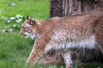 Fototapeta premium Northern Lynx ( Felis lynx lynx)