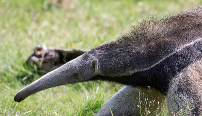 Giant Anteater (Myrmecophaga triductyla)