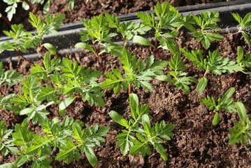 Young plants (seedlings) of marigolds. Selective focus.