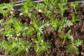 Young plants (seedlings) of marigolds. Selective focus.