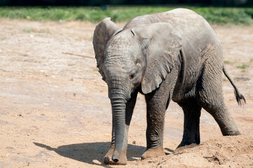Fototapeta premium Young African Elephant (Loxodonta) exploring his territory